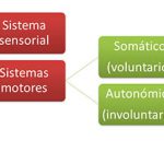 División del Sistema Nervioso de forma esquemático