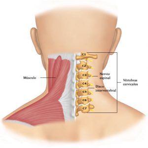 Región Cervical: estructuras que lo componen.