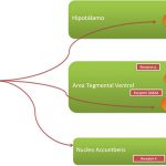 Nucleos del Sistema Nervioso Central involucrados en la trasmisión de Endorfina, sustancia involucrada con la analgesia producida por la acupuntura.