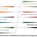 Flujo del Qi entre los 12 Meridianos Principales.